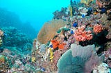 Coral: Critical to Ocean Health