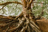 Beautiful, ancient tree with many roots above the ground.