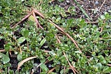Purslane, a common edible weed found on almost all continents