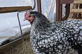 Silver laced Orpington hen.