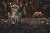 Wild pigs “carbon hoofprint” causes climate change? You must be kidding.