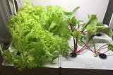 DIY Hydroponic system for herbs and vegetables on a budget — step by step guide