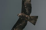 The Interesting Facts About Peregrine Falcons