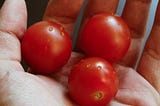 Wild Tomatoes