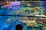 New England Aquarium-波士頓水族館之旅