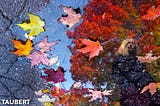 A Puddle Full Of Autumn
