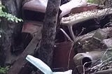 Color photo of a rusty cars from the 1940’s dumped in the woods with trees decades old trees growing from them — the trees have ecome one with the rusty cars.