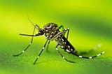 10 Benefits of mosquitoes on human health