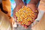 Women, Maize, and Resilience: How Southern Haiti is Preparing for Future Challenges
