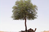 The Ghaf Tree