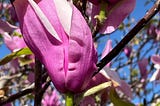 Faces In Magnolia Blossoms Tell Me The Story of Spring