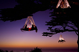 Tree Camping, Elk, California