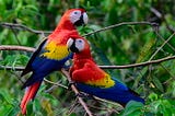 How Long Do Parrots Live? Understanding the Lifespan of These Fascinating Birds