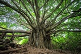 The Passion Principle: Founder-Led Nations and Organizations Outperform the Rest?