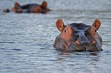 A photograph of a hippo, with only its head emerging out of a body of water.