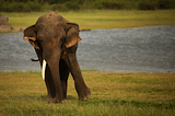 Dancing With Elephants: 3 Things Startups Should Do When Working With Big Companies