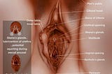 A well labeled vulva
