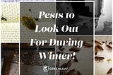 5 Indoor Pests to Look Out For During Winter 2021