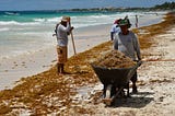 How Sargassum Seaweed Blobs are Formed