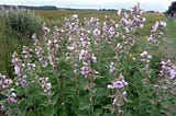 Marsh Mallow