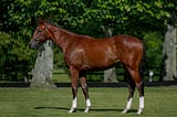2024 Arqana August Yearling Sale Review