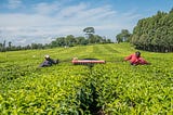 Opportunities for Improvement in Africa’s Agro-processing Sector
