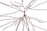 An illustration of a neuron.