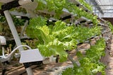 What Needs to be Done for Green House Automation using IoT?