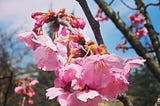 Japon “Sakura” Öğretisi