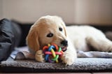 New Puppy Essentials List: Everything You Need to Know