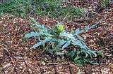 Photo of a blooming plant