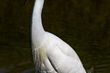 Snowy egret. Natural Bridges State Park, Santa Cruz, California.