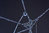 Spider web with droplets of water representing the social bubles