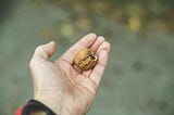 hand with a walnut on it