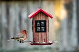 A House Finch’s Seven Tips for Buying Your First Luxury Home