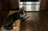 What I learned from homemaking my dog’s food for a year