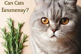 Unraveling the Rosemary Mystery for Cat Owners
