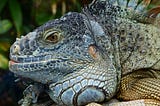 Close up of the face and neck of a blue gray lizard with a large pouch at its throat.
