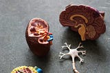 Sleep and the Brain
