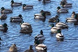 Do Depraved Men Mirror The Male Mallards’ Shocking Secret?