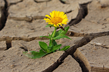 Automating Artificial Life Discovery: The Power of Foundation Models