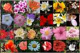PyTorch Scholarship Challenge from Facebook — Flower Classifier