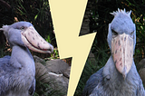 Dorky Bird or Modern Day Dinosaur? You Decide.