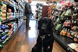 Picture of a black lab guide dog, Cooper, siting in a store aisle