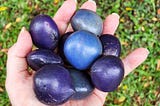 Nine blue, mauve and purple fruit in my hand. I kept dropping them, so this photo took longer than it should have.