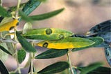 IFOAM ABM — Olive Foliar Diseases under Climate Change by Yizhar Tugendhaft