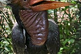 Plight of the Helmeted Hornbill