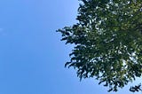 A low-angle shot of a clear, blue sky, contrasted with the dark greenery of an overhead tree.