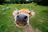 The Cow Face Article: What We Should Give To God.