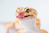 A yellow gecko licks its nose.